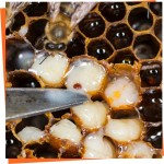 Complementary fight against varroa